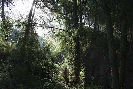 Bosque en el arroyo La Sacristana.